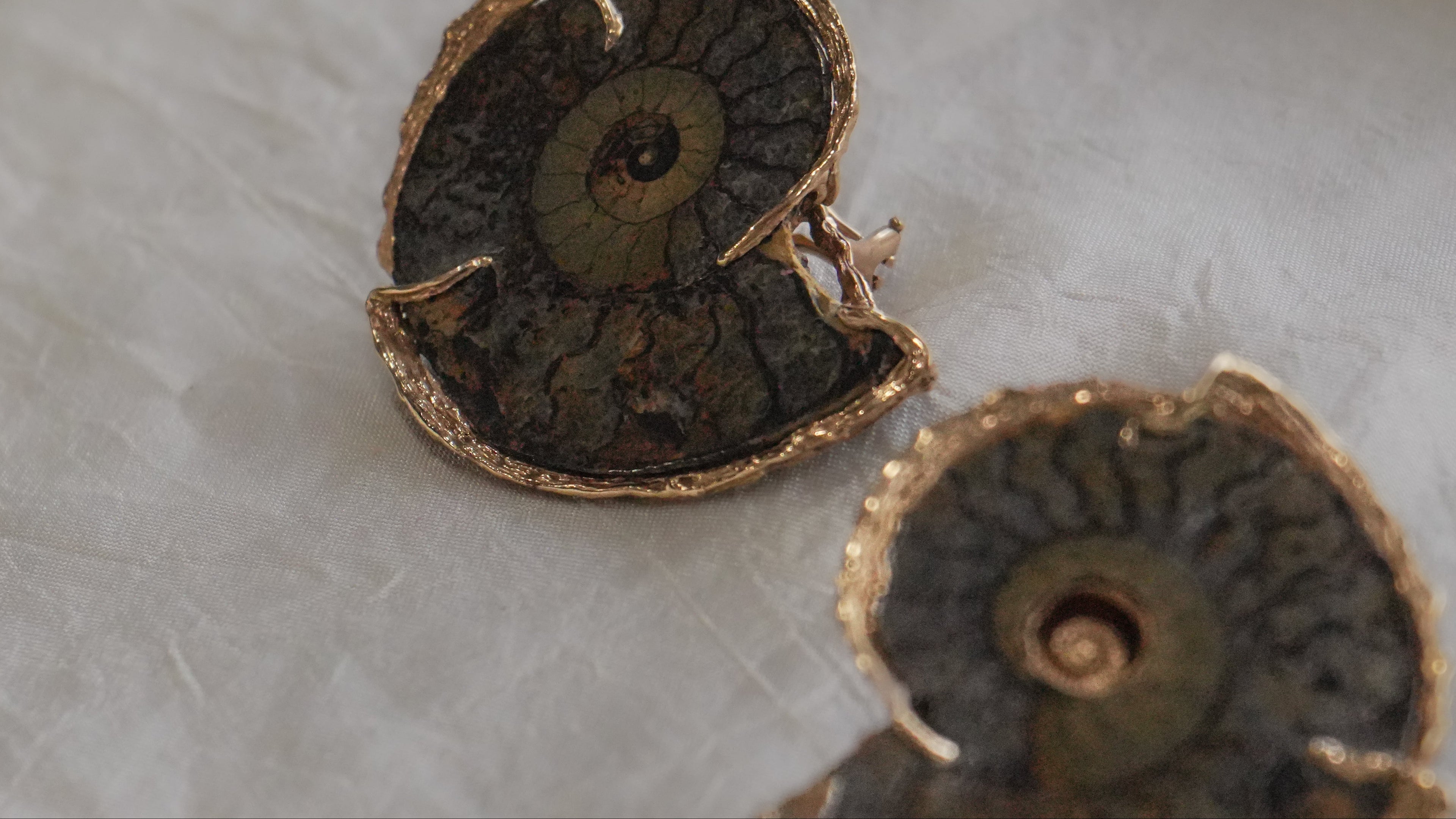 Ammonite fossils with gold accents on a textured surface