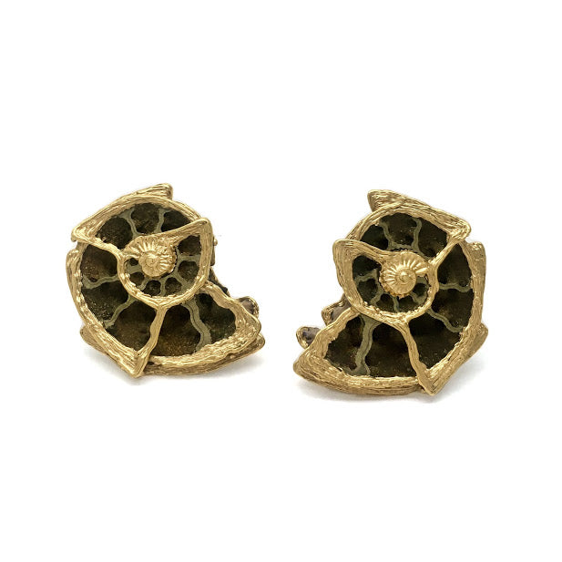 225 million year old ammonite fossils