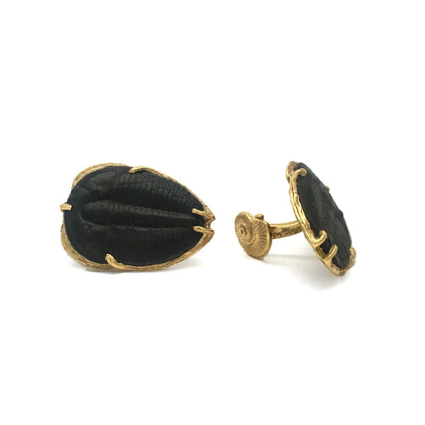 500 million year old Trilobite fossils set as cuff links with gold impressions of fossil ammonites